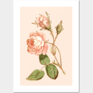 Pink rose flower Vintage Botanical Print Posters and Art